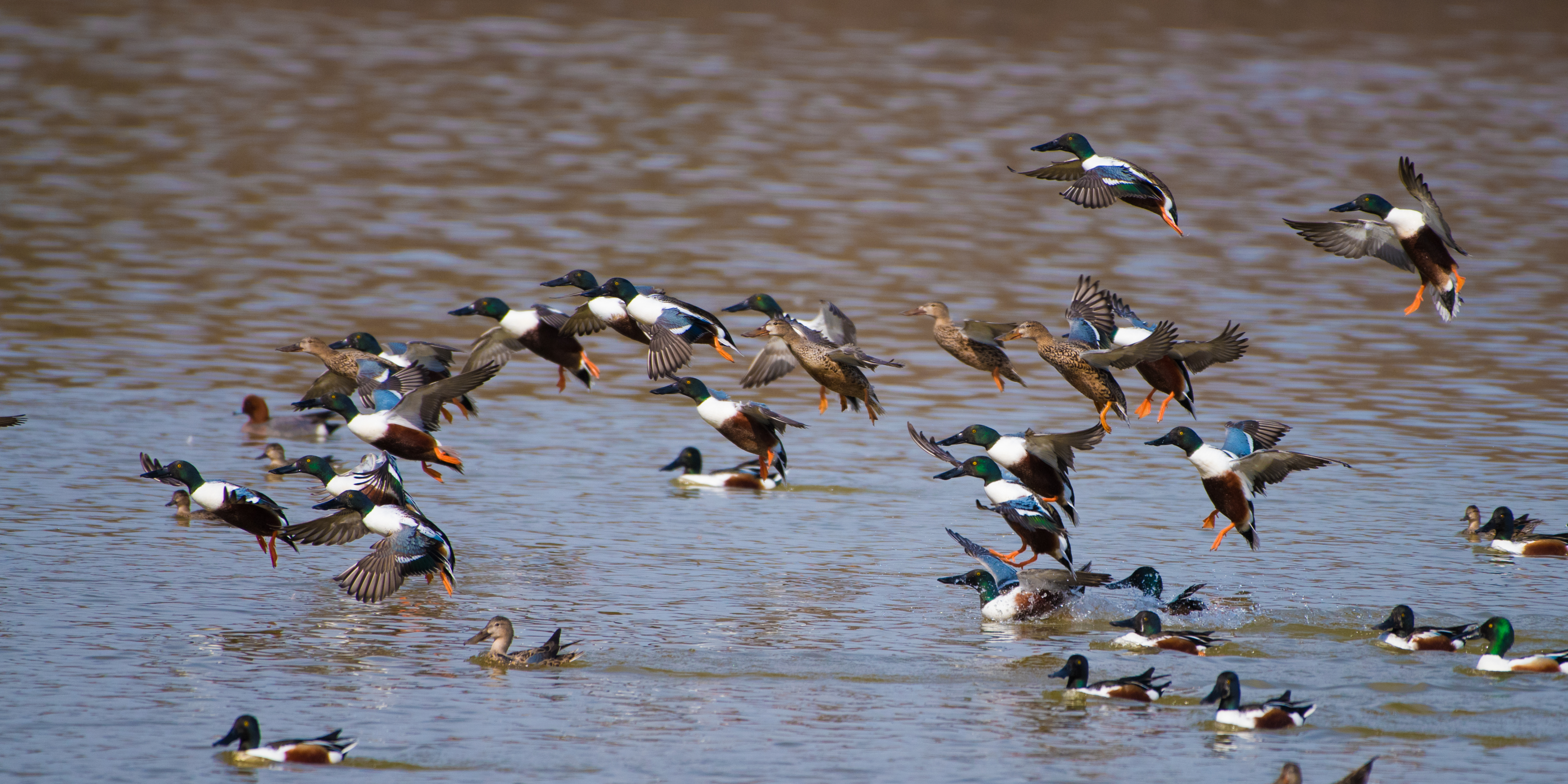 Canards souchet_Michel Fernandez